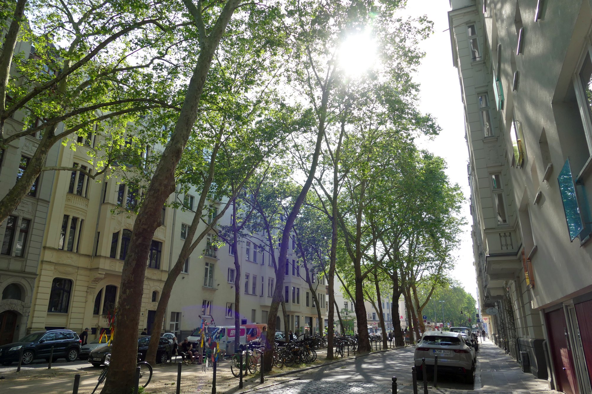 Platanen-Allee im Sonnenlicht, dahinter Gründerzeit-Häuser