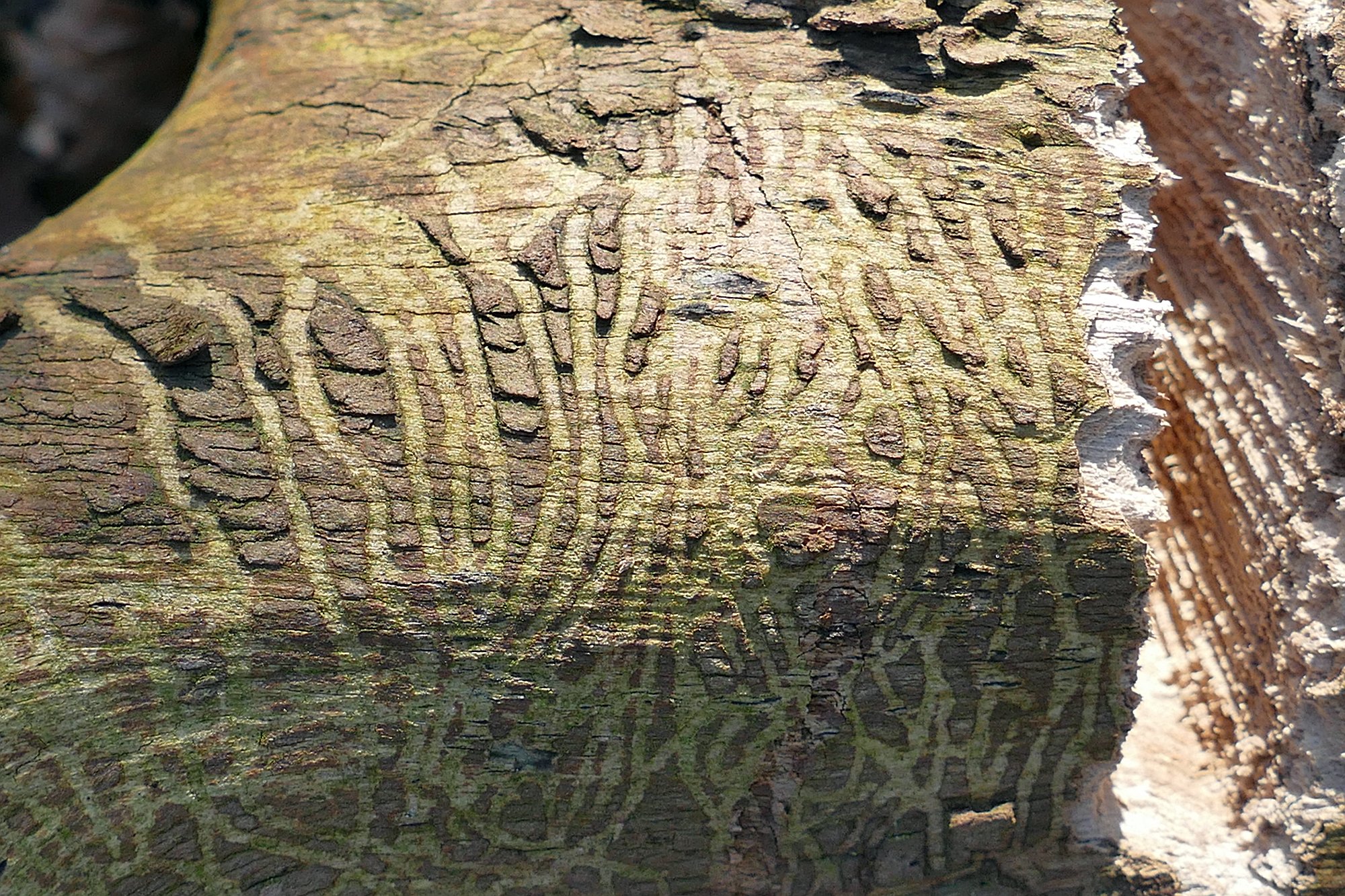 Spuren eines Borkenkäfers auf Totholz. Durch den schrägen Einfall des Sonnenlichts sind die Fraßspuren besonders deutlich. 