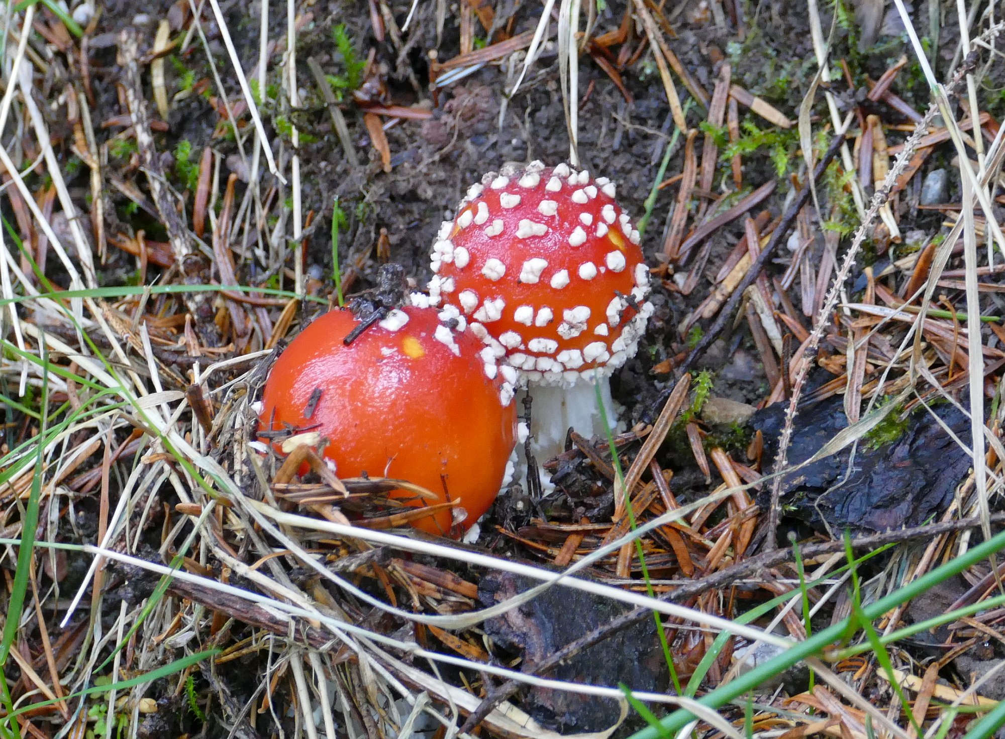 Zwei junge Fliegenpilze, einer mit, einer fast ohne weiße Flocken